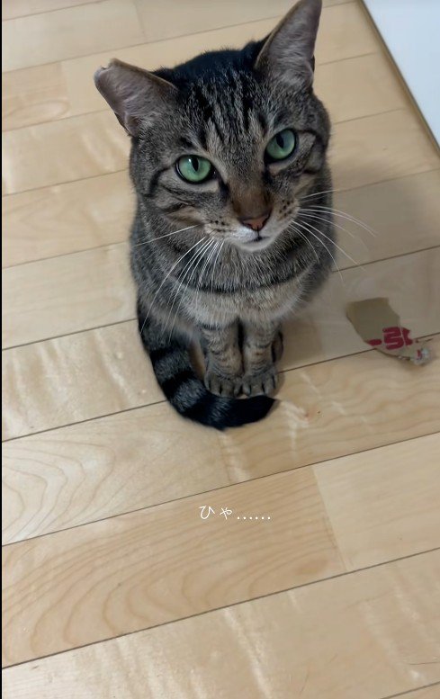 座って鳴いている猫