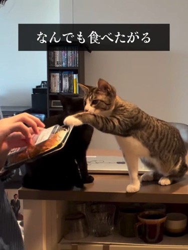 食べ物を触ろうとする猫