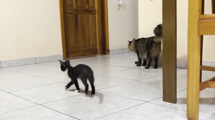部屋にいる白黒の子猫と猫