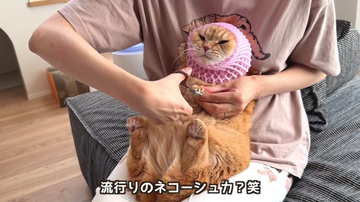 ネコーシュカ?