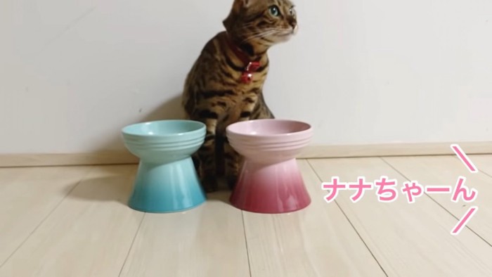 前を見る猫