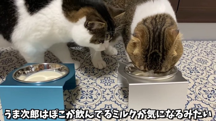 ミルクを飲む猫とそれを見る猫