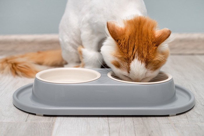 ご飯を食べる猫