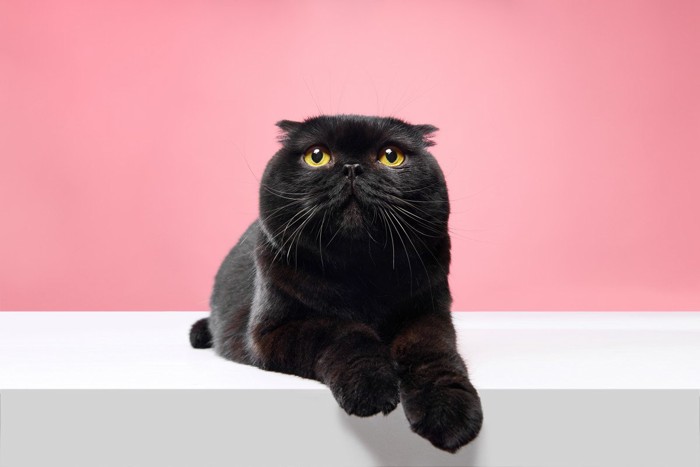 黒色のスコティッシュフォールド