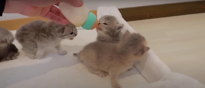 哺乳瓶の周りに集まる子猫