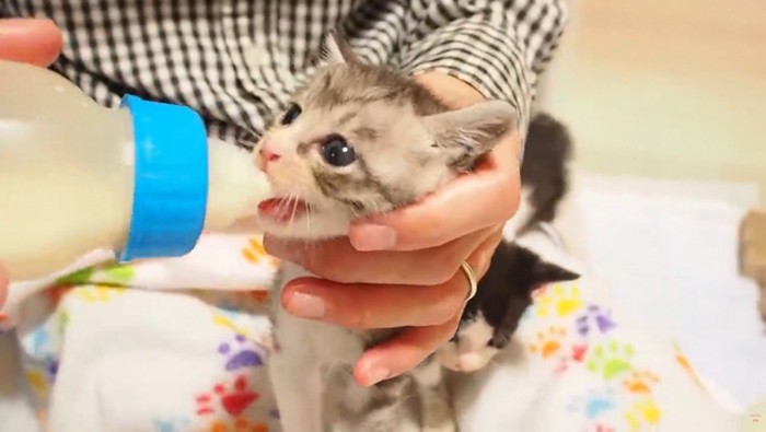 哺乳瓶でミルクを飲ませてもらう子猫