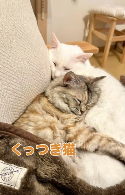 くっついて寝ている2匹の猫