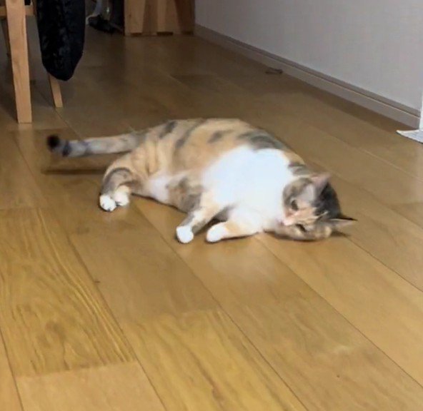 倒れ込むラフちゃん