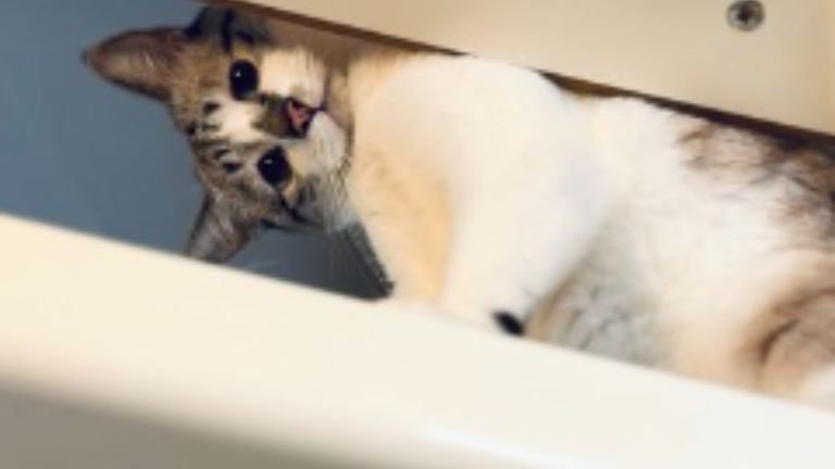 室内にいる猫