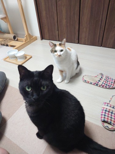 正面を向いている黒猫と三毛猫