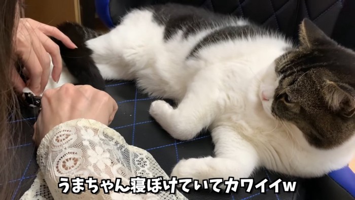 爪を切られる猫