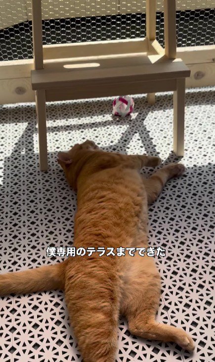 テラスで寝そべる猫
