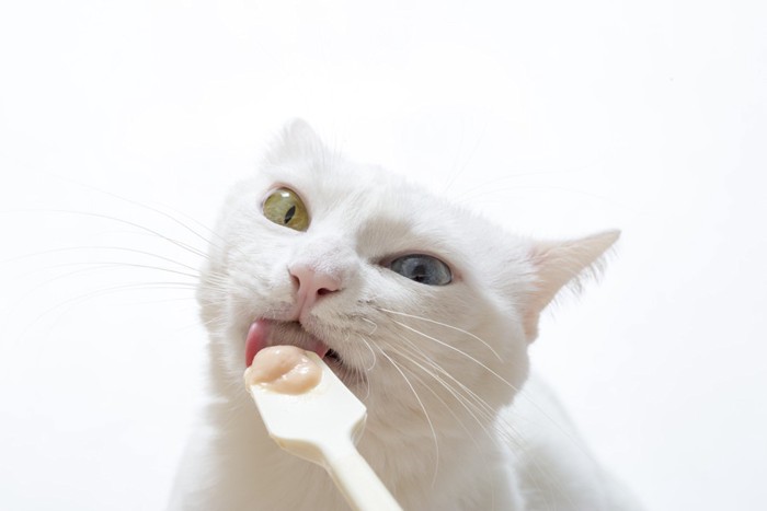 おやつをスプーンで食べる猫