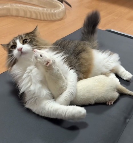 猫の下に潜り込むフェレットとバックに2匹のフェレット