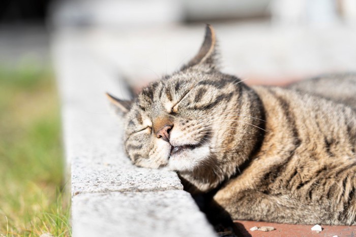 リラックスした表情の猫