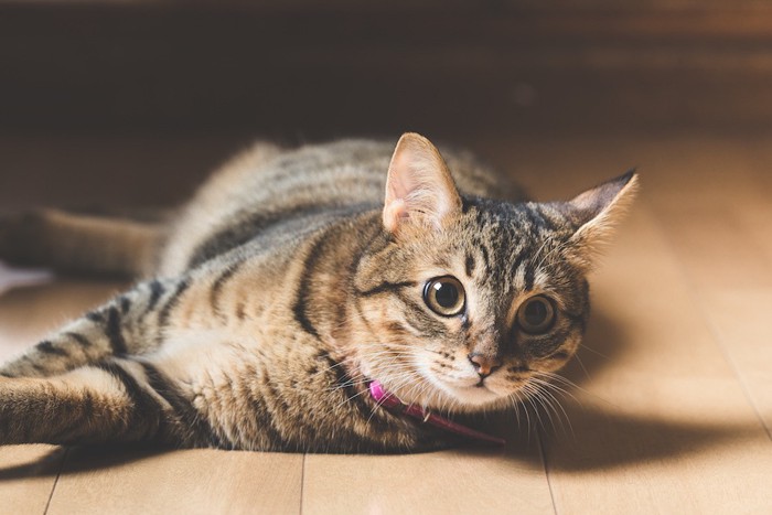 フローリングでくつろぐ猫