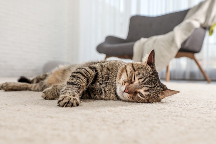 カーペットの上でくつろぐ猫