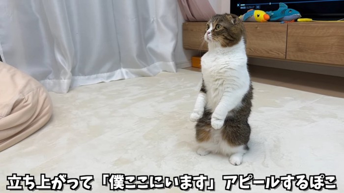 立ち上がる猫