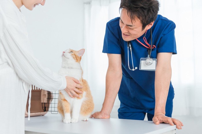 診察中の猫と優しく接する飼い主さん