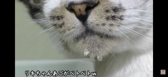 顎が濡れている猫