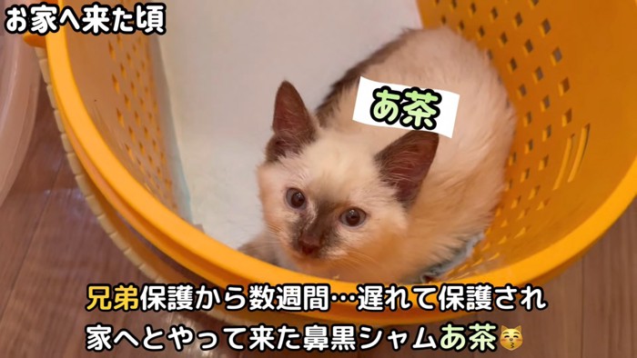 キャリーの中にいる子猫