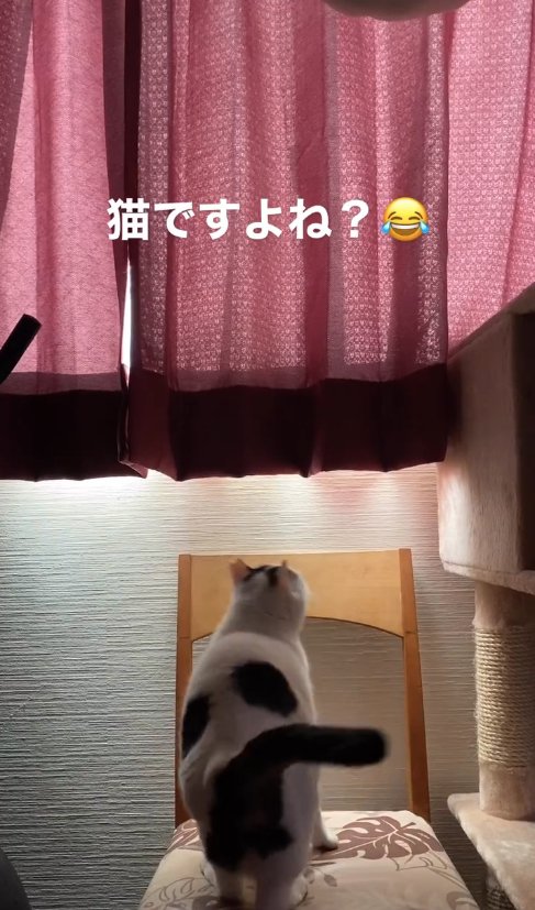 椅子に乗って壁側を見つめる猫の後ろ姿