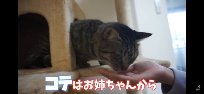 お姉ちゃんから