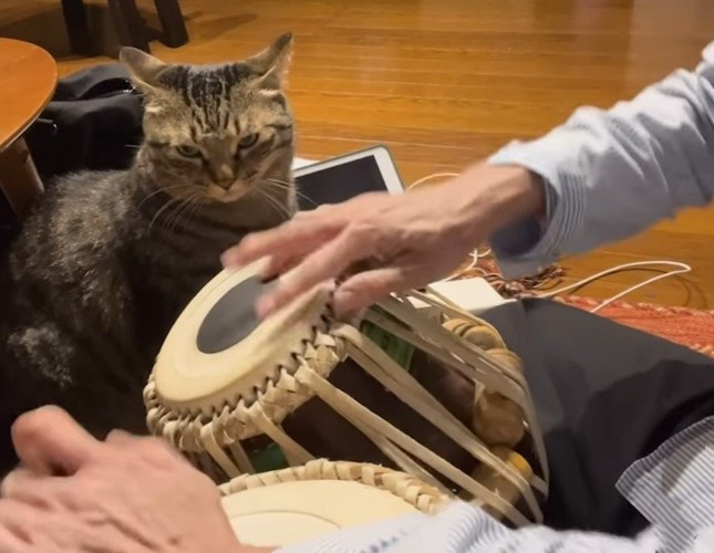 にらみつける猫