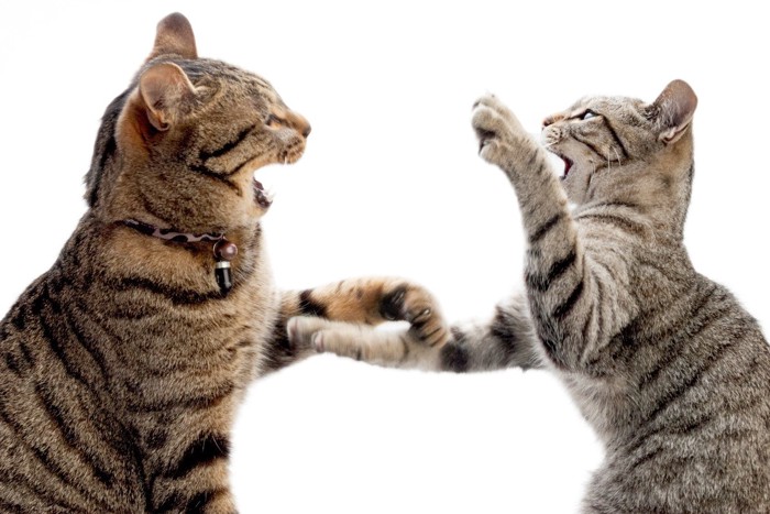 向き合ってじゃれ合う猫