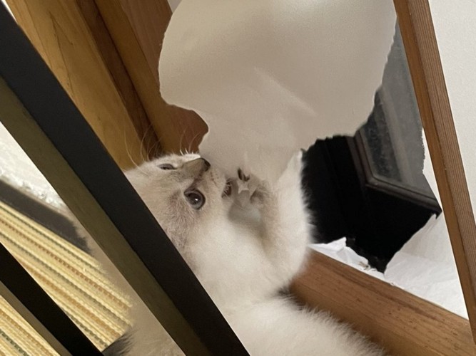 障子にかみつく子猫
