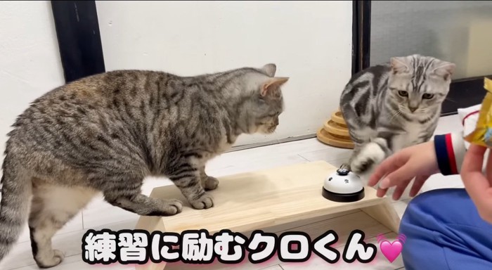 ベルを触る猫