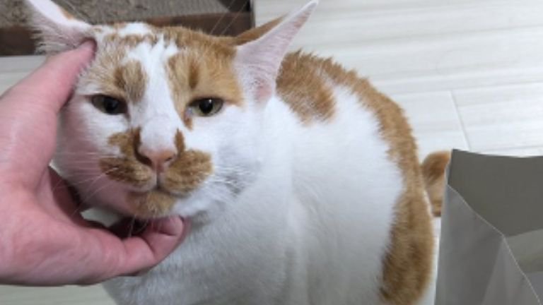 室内にいる猫