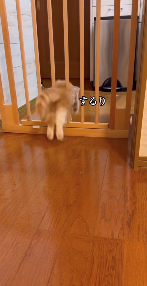 ゲートを通るスコティッシュフォールド