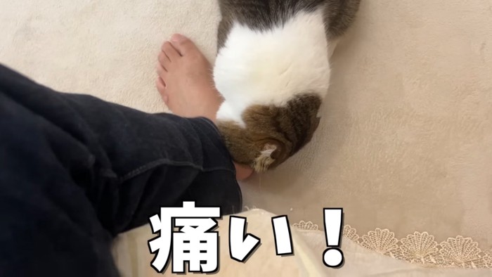 下を向く猫