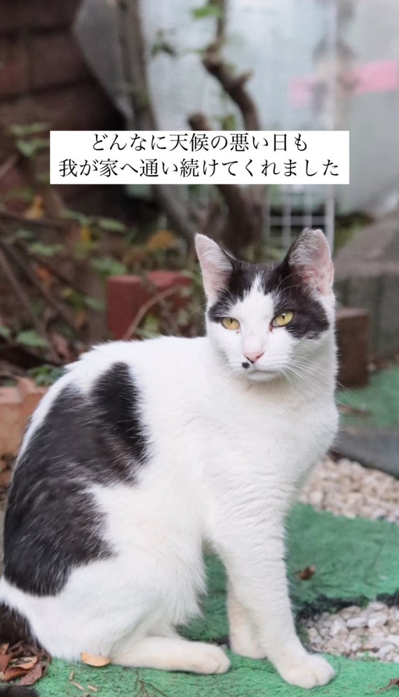 振り返る猫