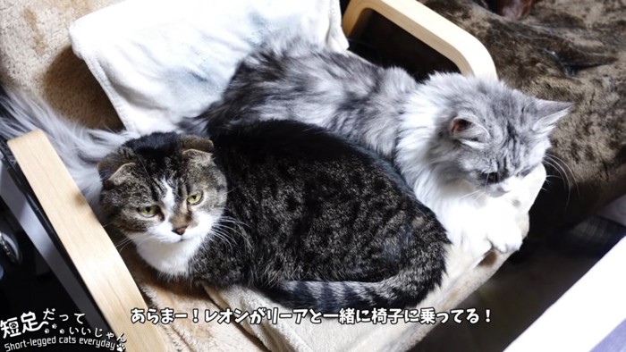 くっついている2匹の猫