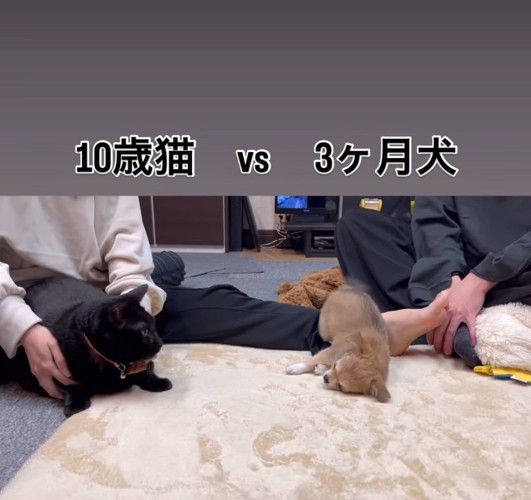 お誘いポーズの子犬