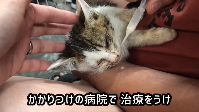 頭をなでられる子猫