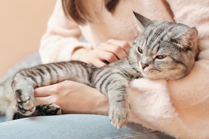 抱っこされる猫