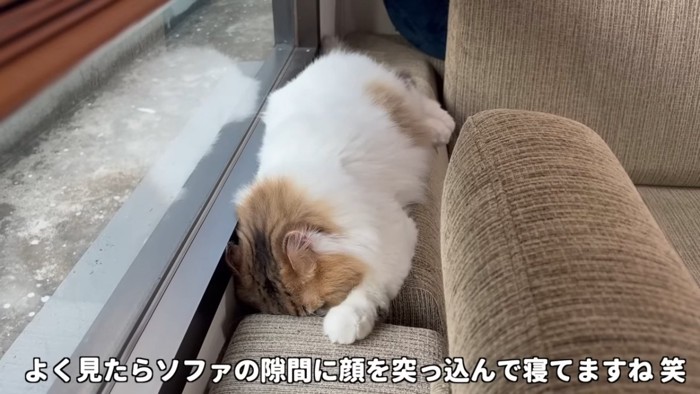 寝ている猫