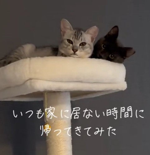 飼い主さんを凝視する2匹の猫