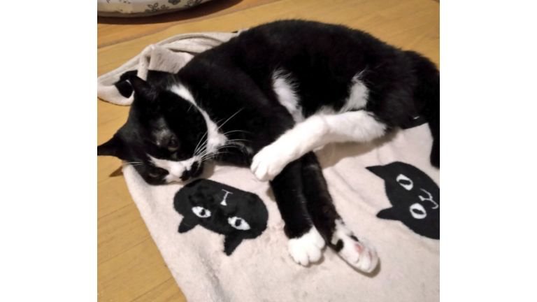 寝転ぶ猫