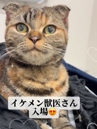 首を伸ばす猫