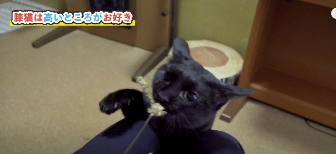 黒猫