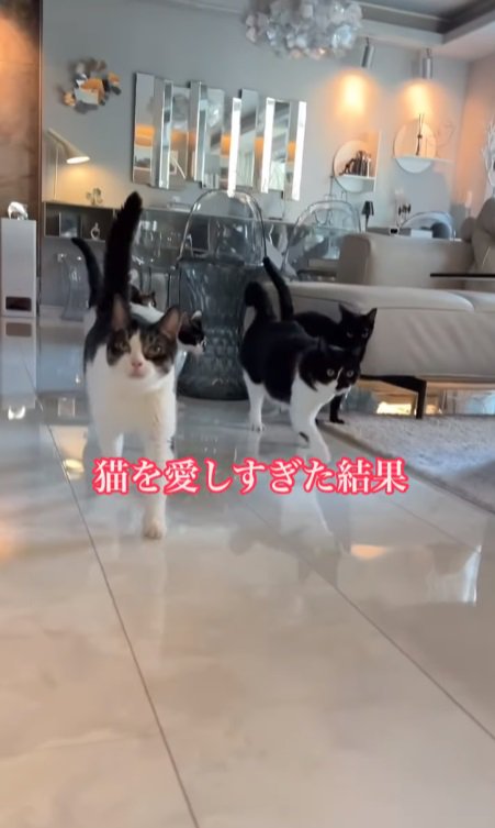 追いかける猫