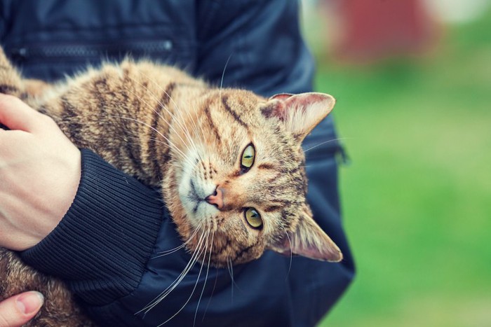 飼い主に抱っこされている猫