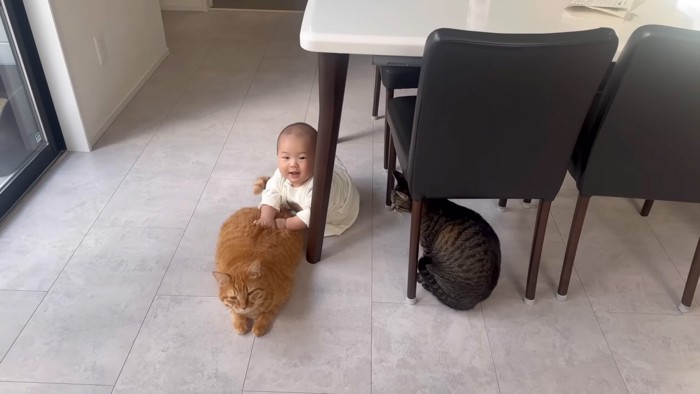 トントンされる猫