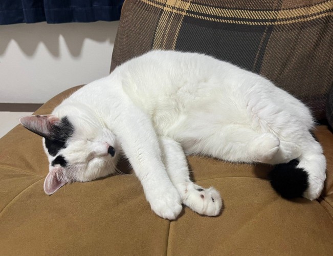 眠る猫