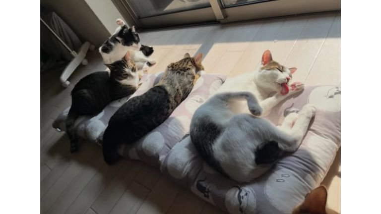 寝ている猫たち