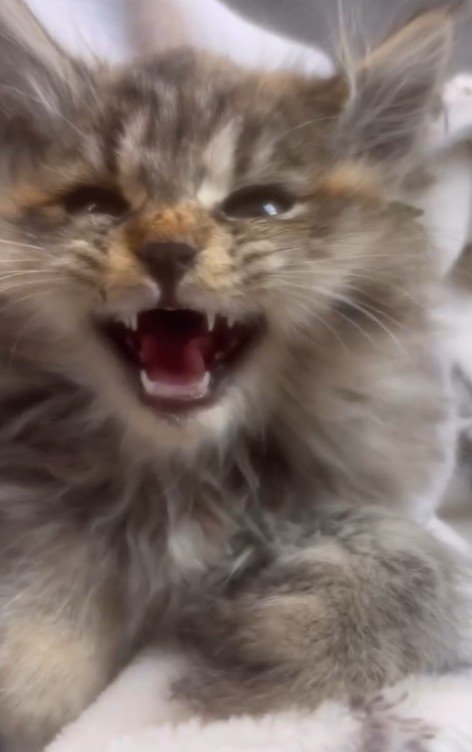 毛布にくるまれた子猫